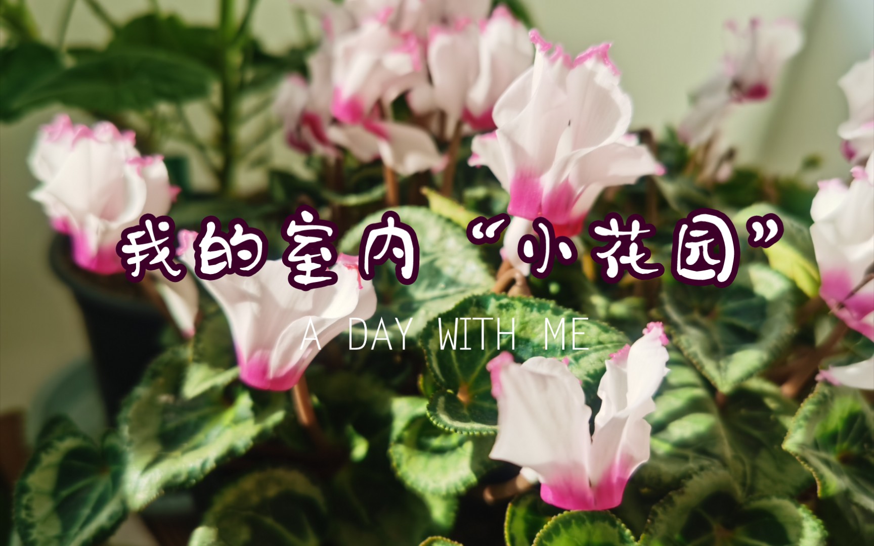 适合室内养的开花植物(二) | 秋天嬷嬷茶的花园时光哔哩哔哩bilibili