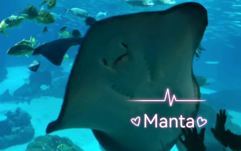 微笑魔鬼鱼贴脸杀