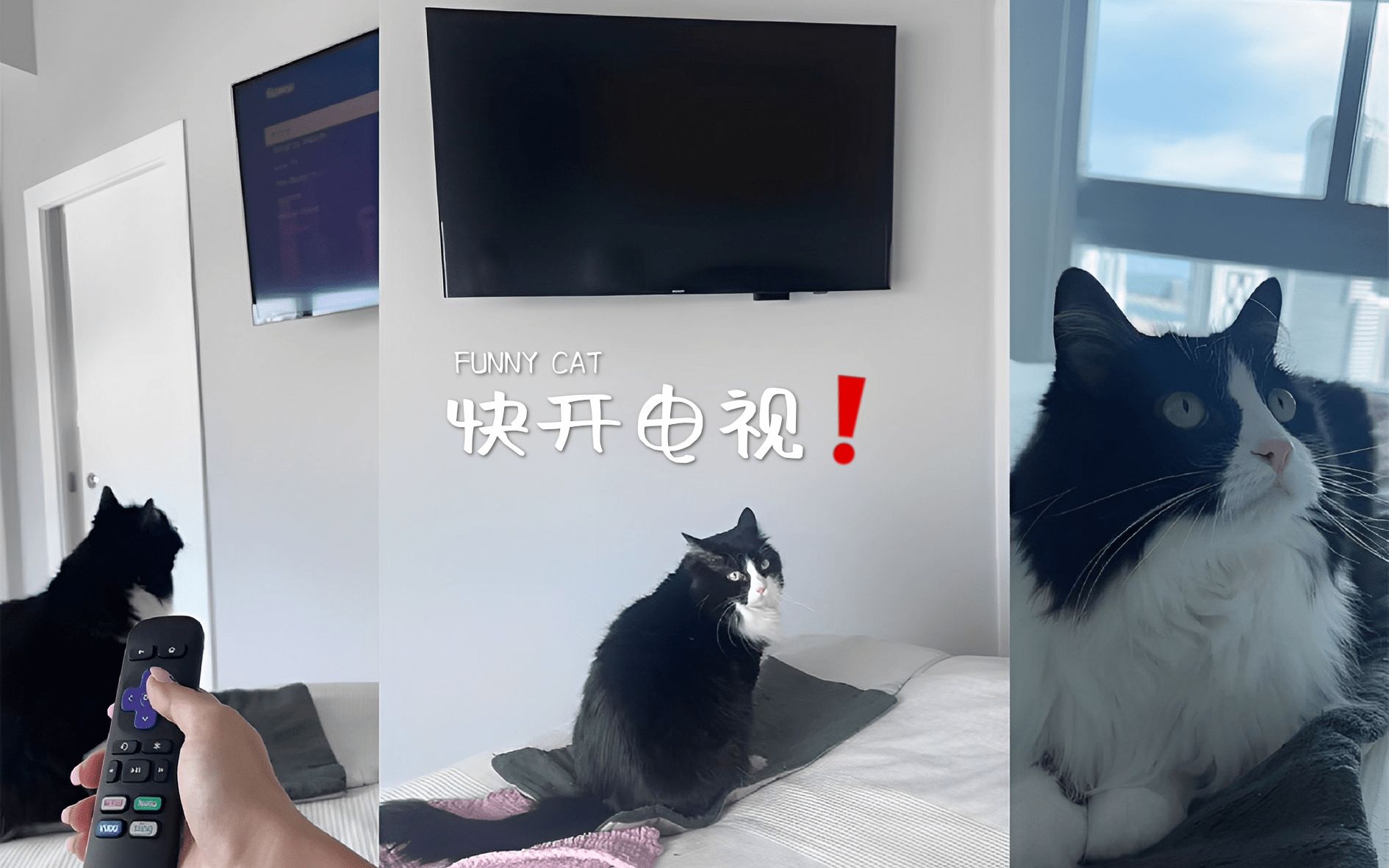 一枚爱看电视的小猫猫呀~哔哩哔哩bilibili