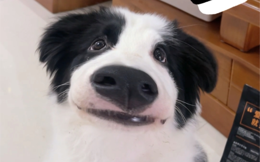 边牧加特效怎么变成小奶牛了?