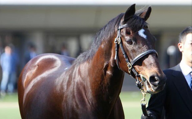 【赛马】欢迎回来鲁铎象征(东京竞马场2010.11.28 2011.10.10)