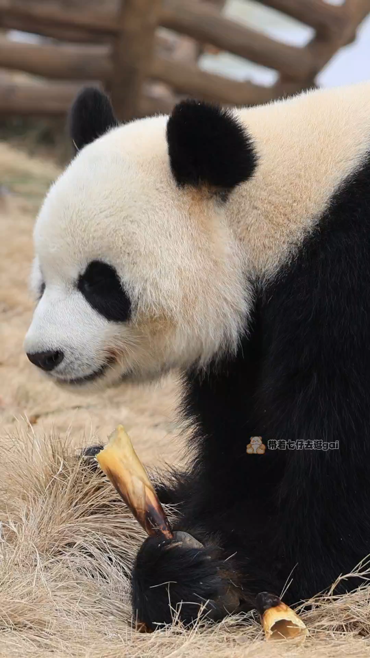 【大熊猫皓月】这是一位温润如玉的贵公子,他的名字叫皓月!哔哩哔哩bilibili