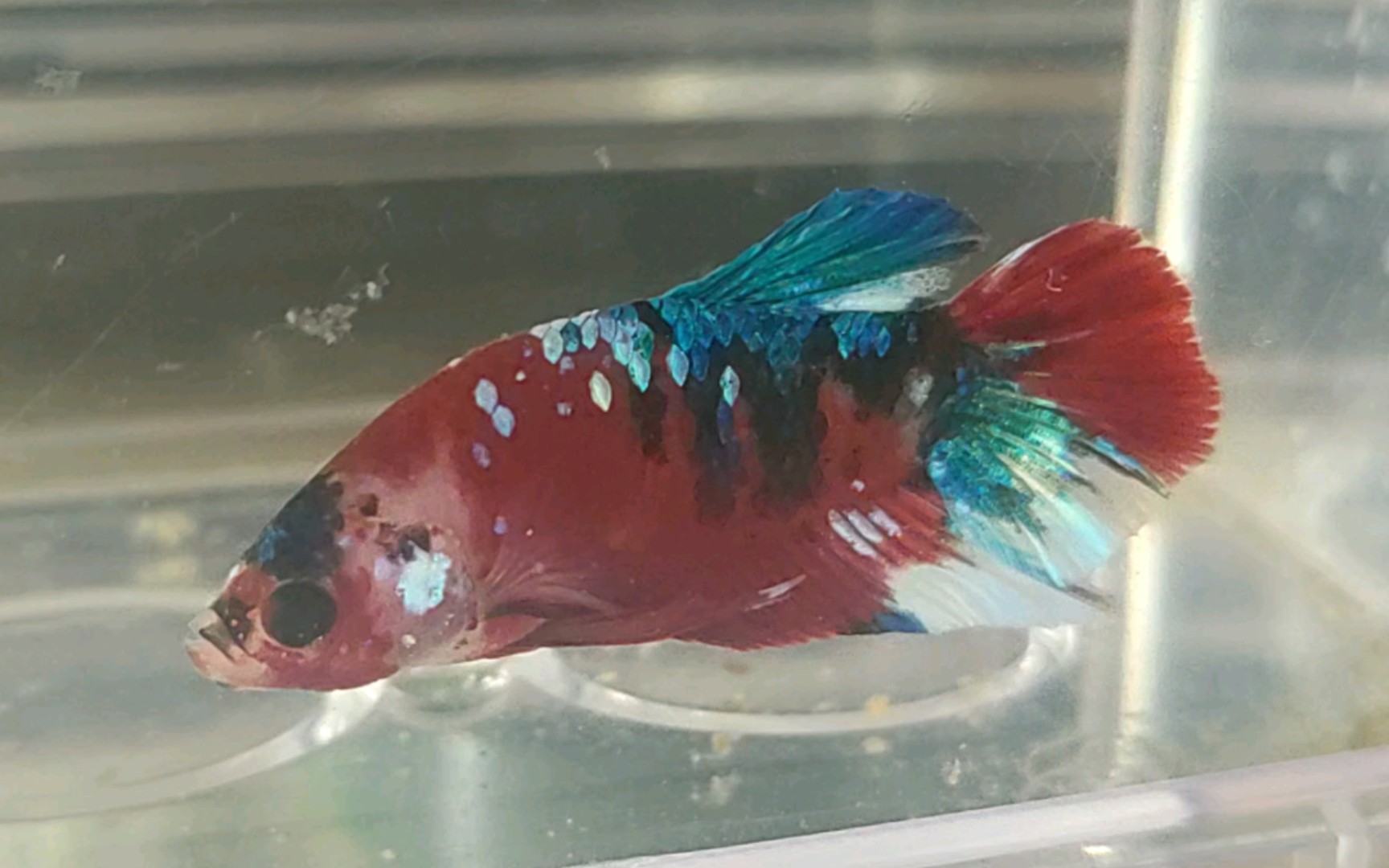 红星河将军斗鱼