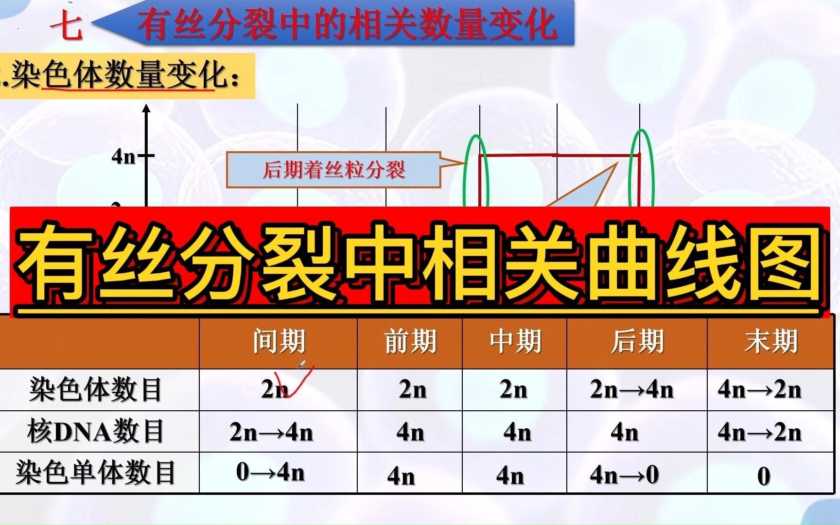 有丝分裂中相关曲线图