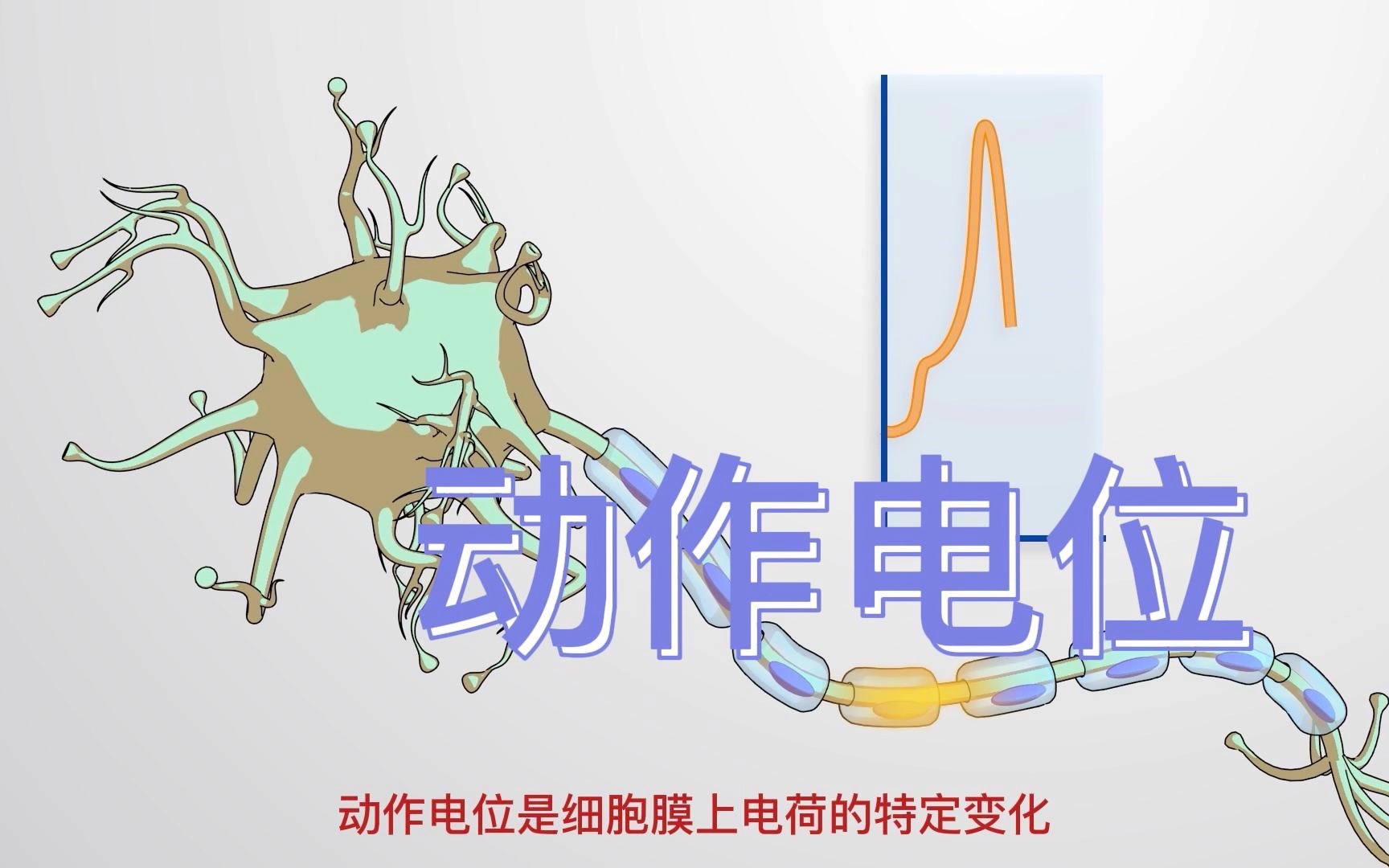 高中生物选择性必修一神经元动作电位的产生