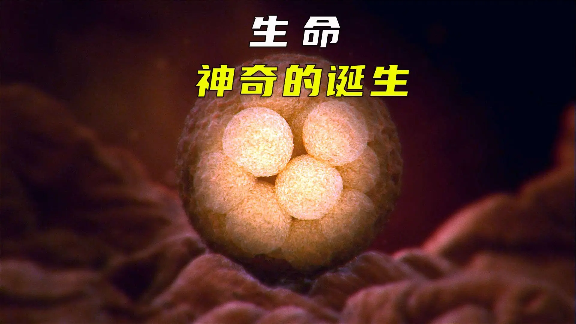 生命伟大而神奇,一个视频带你了解,人类如何从细胞再到生命诞生_哔哩哔哩_bilibili