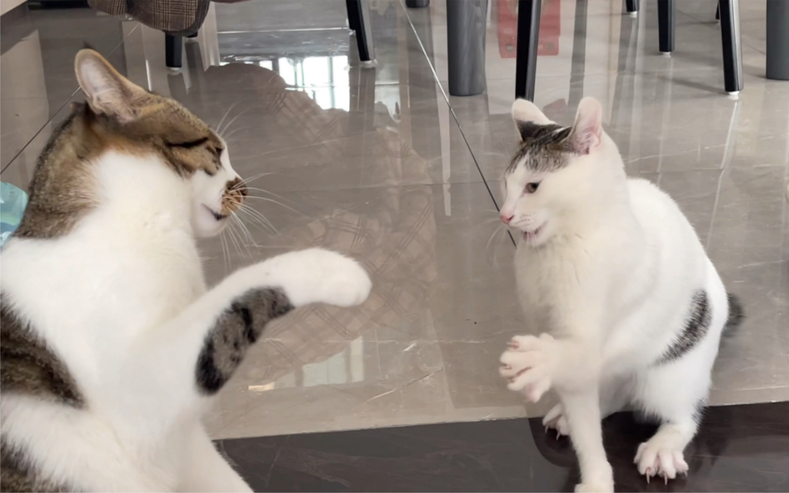 决斗专场,猫鼠大战