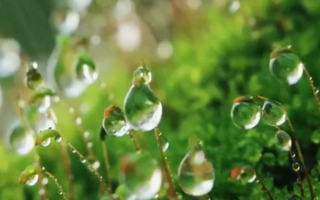 [图]下雨的时节，也是万物生长的时节，和康英一起感受植物的音律之美