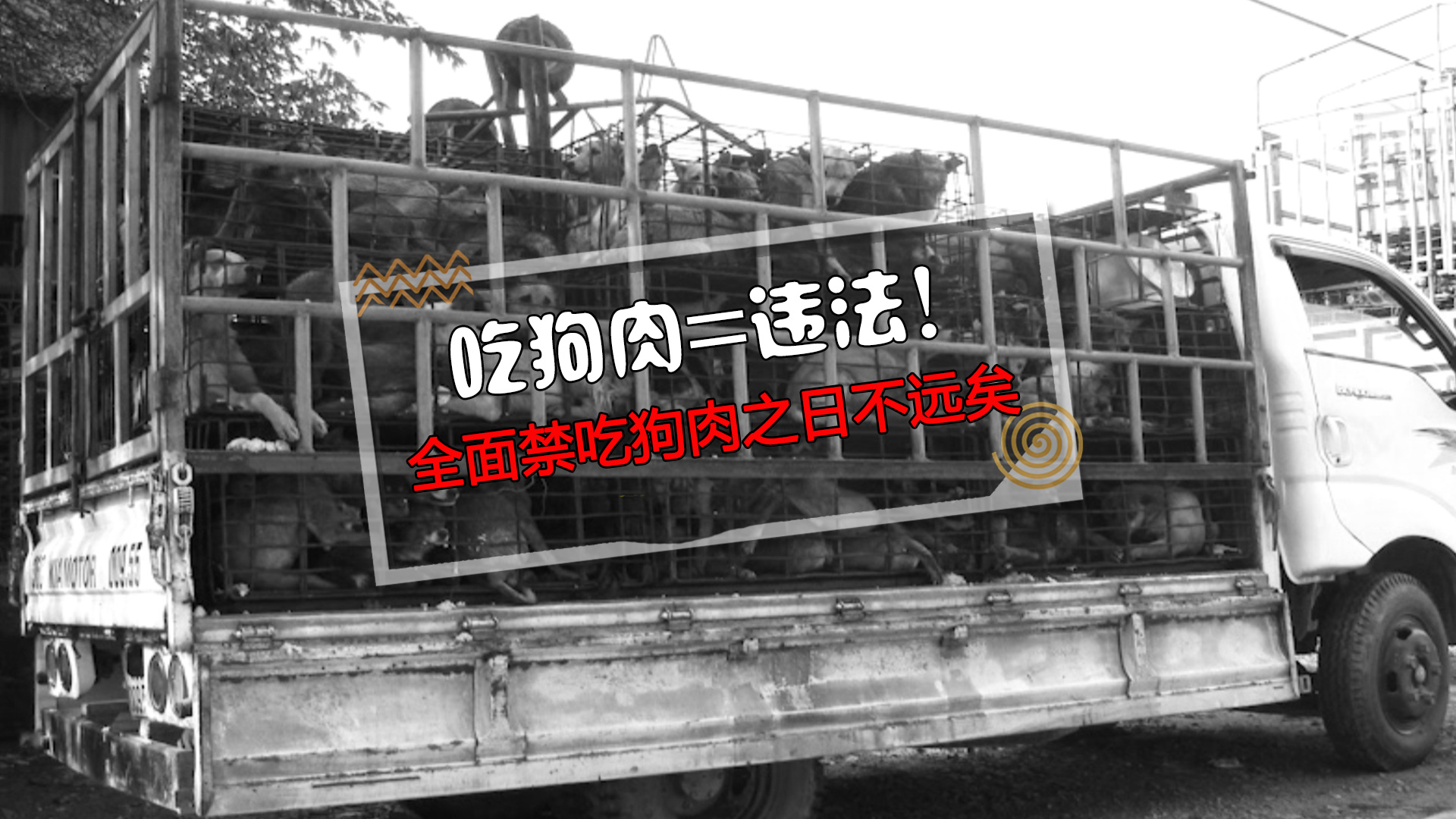 吃狗肉等于违法!全面禁吃狗肉之日不远矣