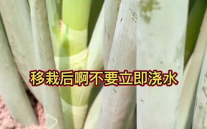 大葱种植学会这三个要点,葱白又粗又长哔哩哔哩bilibili