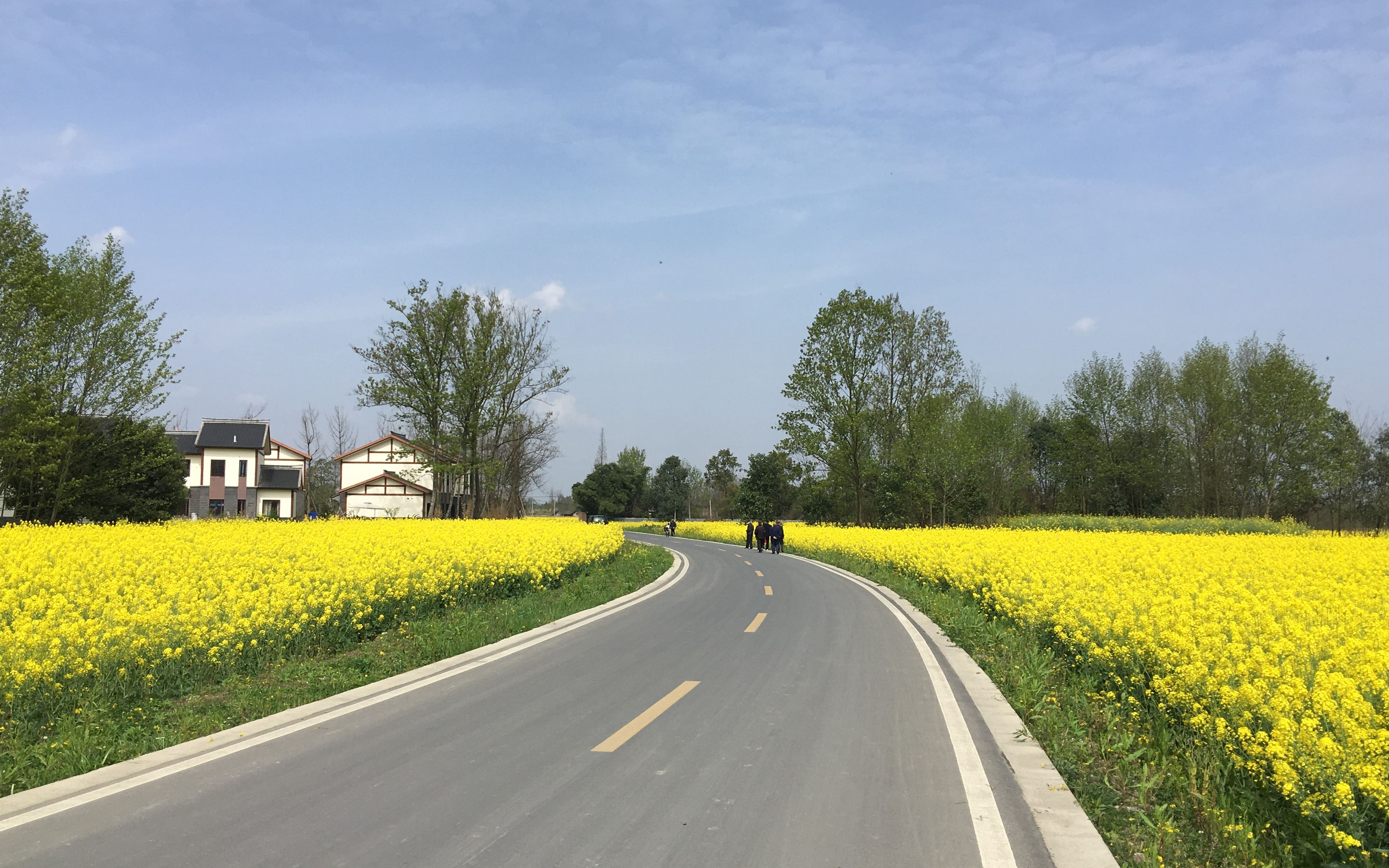 是风动 油菜花