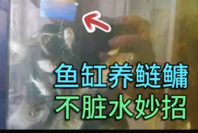 Download Video: 鱼缸养鲢鳙，怎么喂食不脏水？原来只需一个矿泉水瓶