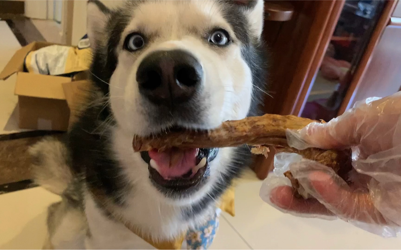 最馋小狗哈士奇 烤鸭脖糯玉米甜芋圆 太香啦吧