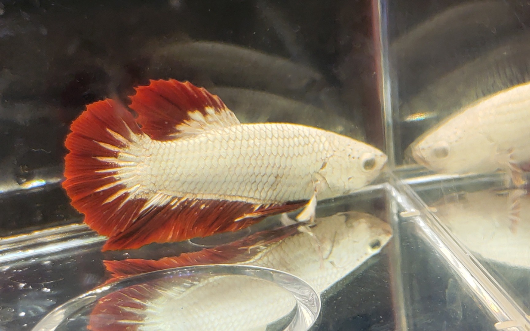 a001精品红龙将军斗鱼