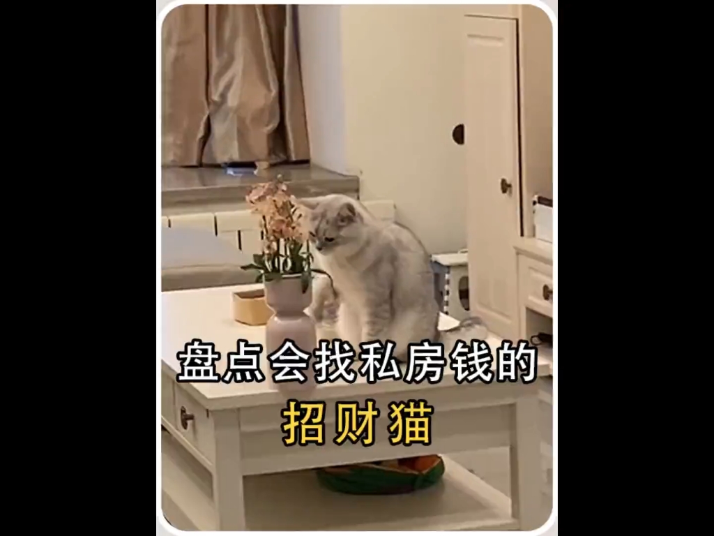 我的猫咪成精了(╥╥)【盘点会找私房钱的招财猫】哔哩哔哩bilibili