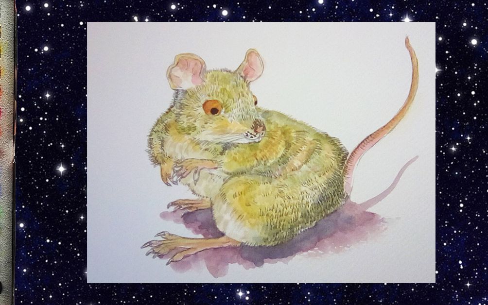 【手绘插画】#水彩#练习老鼠