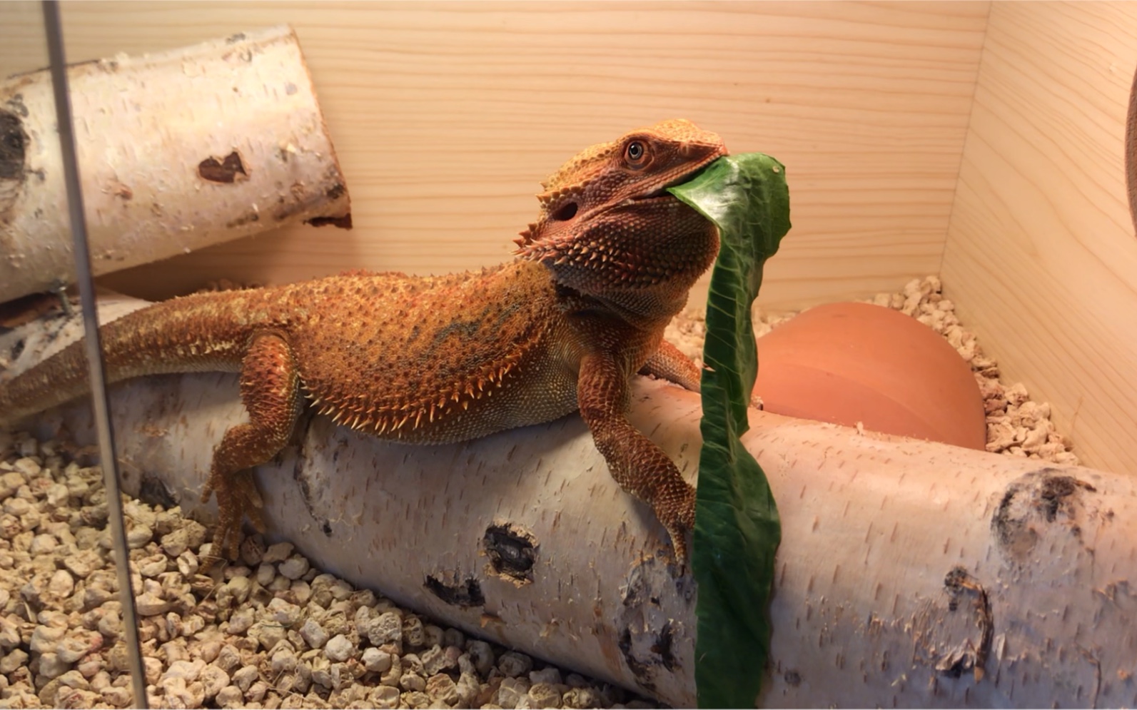 鬃狮蜥 今天的菜有点卡喉咙