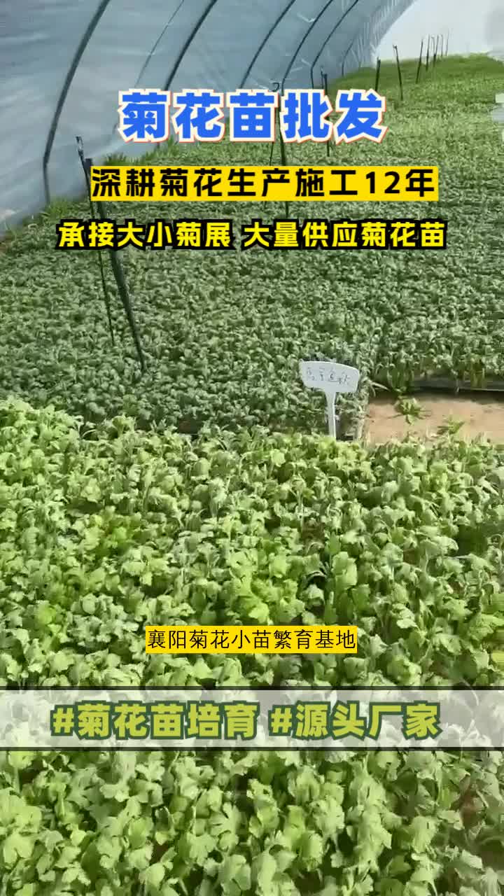 ...绿雕造型用苗,菊花种苗,,绿雕用草,五色草种苗培育,选择景茂菊业,优质菊花苗基地,服务范围包括山东的菏泽,济南,青岛,淄博等地区,欢迎来...