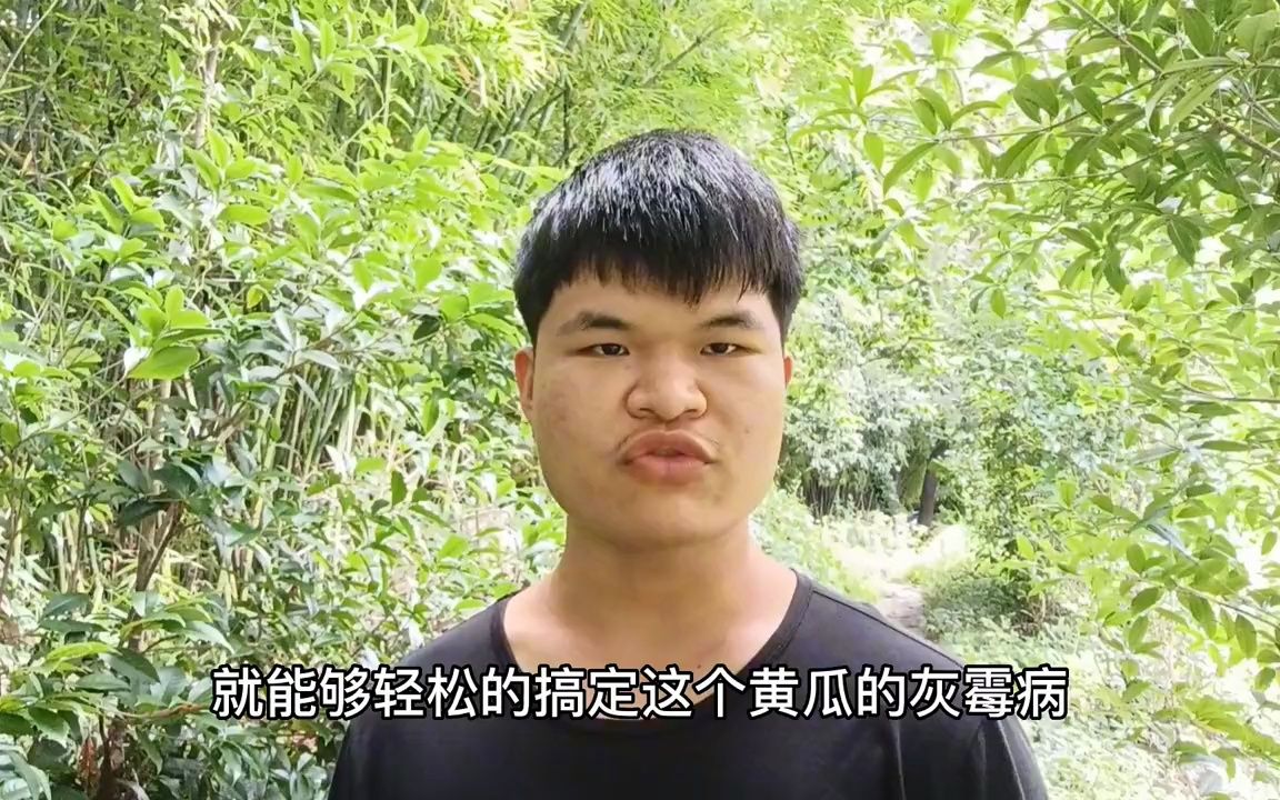 黄瓜染上灰霉病不要慌,只需秘制的一物,轻松做到药到病除哔哩哔哩bilibili