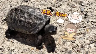 真是无语了，谁家好龟一出门就翻脸不认人