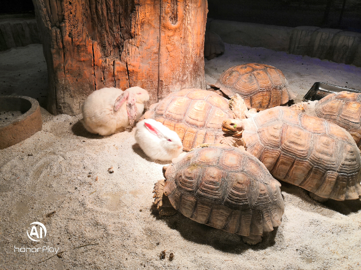 超度龟鳞兔角-十大最胆小的狗