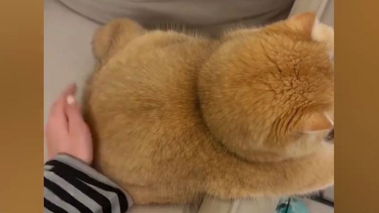 怎么会有这么胖的猫猫~!