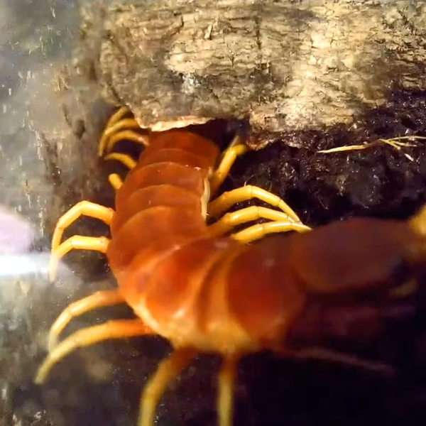 ロブスターオオムカデの生態Giant centipede, Scolopendra robusta digging_哔哩哔哩_bilibili