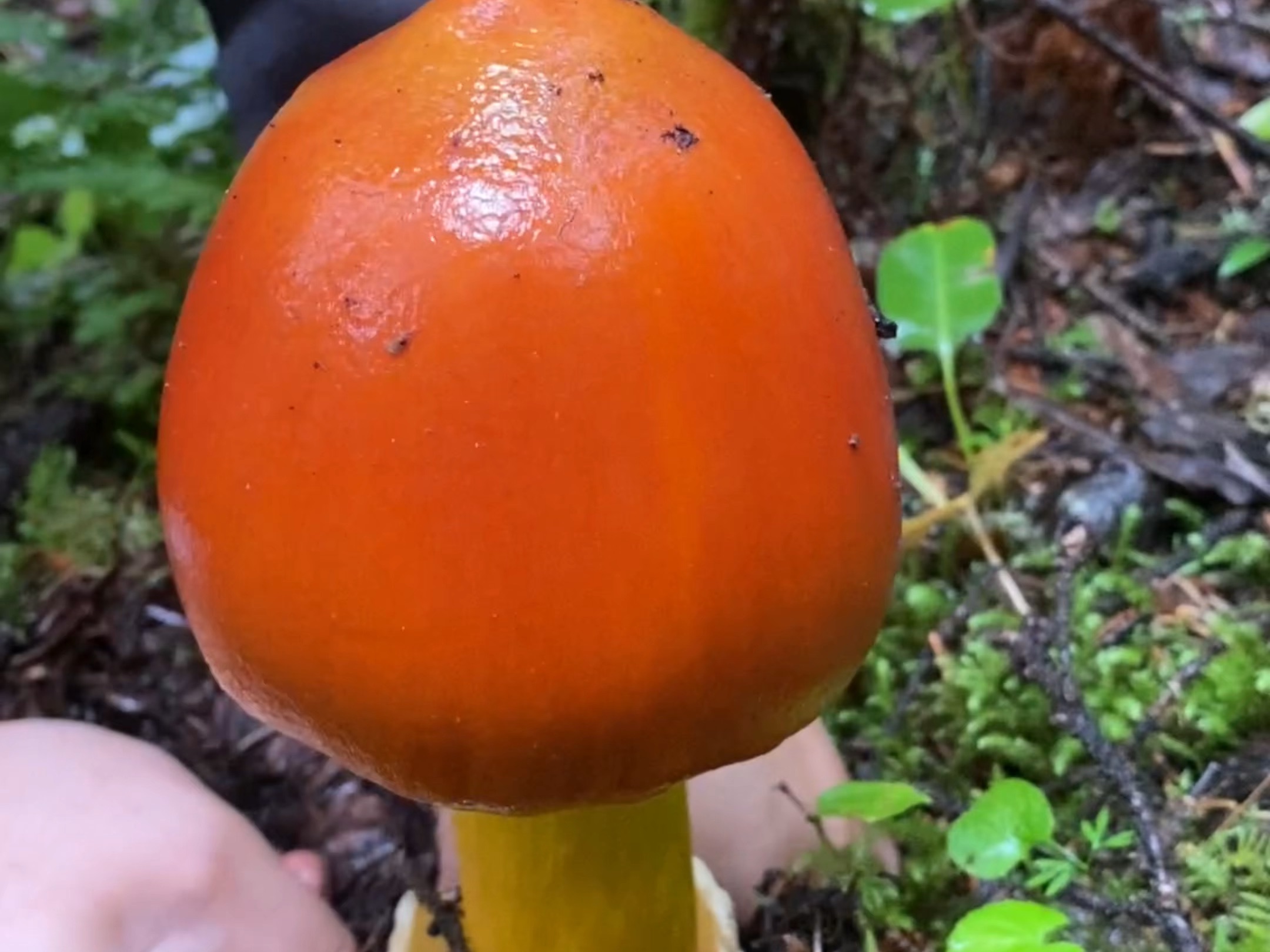 这么大的鹅蛋菌你见过吗