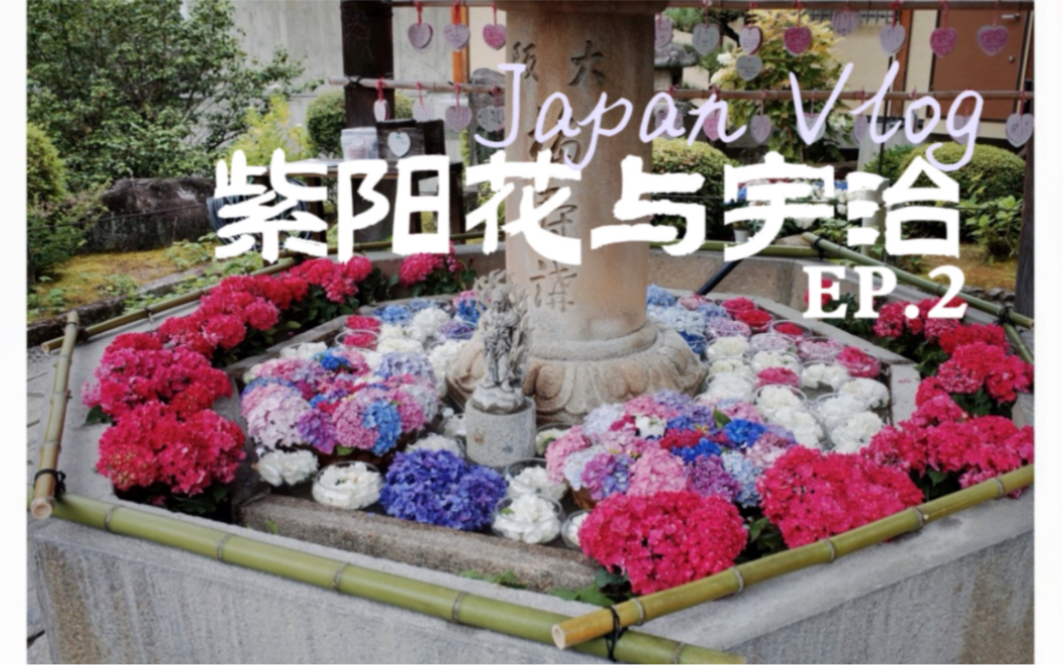 [图]日本Vlog｜EP2 宇治｜三万株紫阳花满开的三室户寺·围观宇治神社祭祀·漫步宇治川·抽超好笑扭蛋