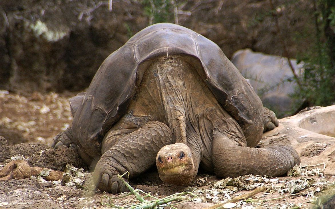 孤独的乔治 最后一只平塔岛象龟影像记录 | Lonesome George | Another extinct subspecies哔哩哔哩bilibili