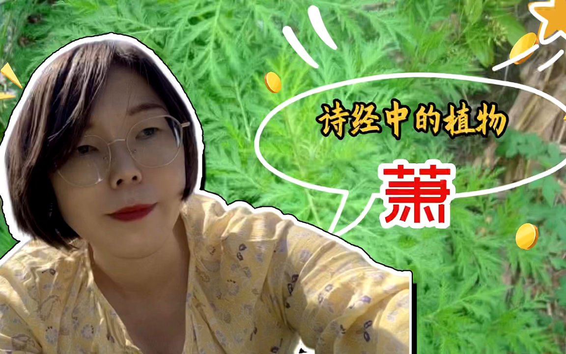 [图]诗经里的植物萧，它长什么样子？姑娘采来干嘛用的？