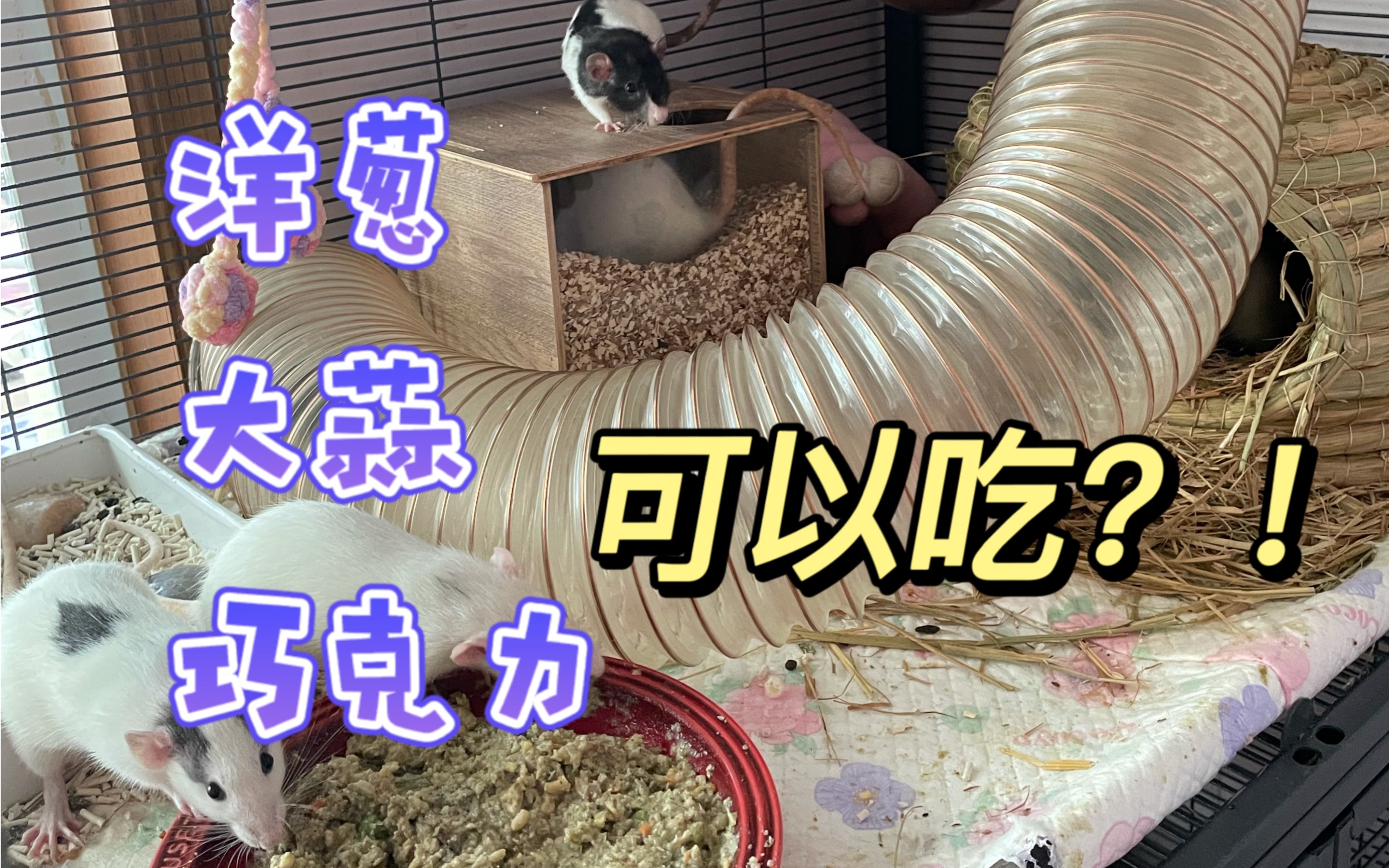 花枝鼠最全危险食物与安全食物整理!哔哩哔哩bilibili