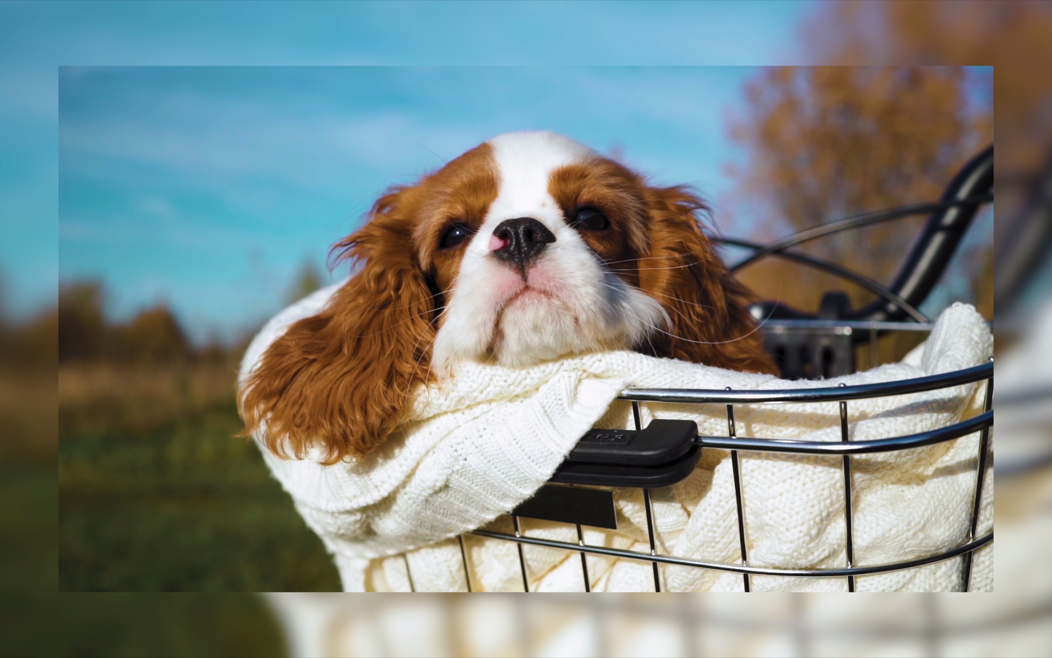 狗小狗品种骑士查尔斯国王猎犬 | 在一个阳光明媚的日子骑自行车