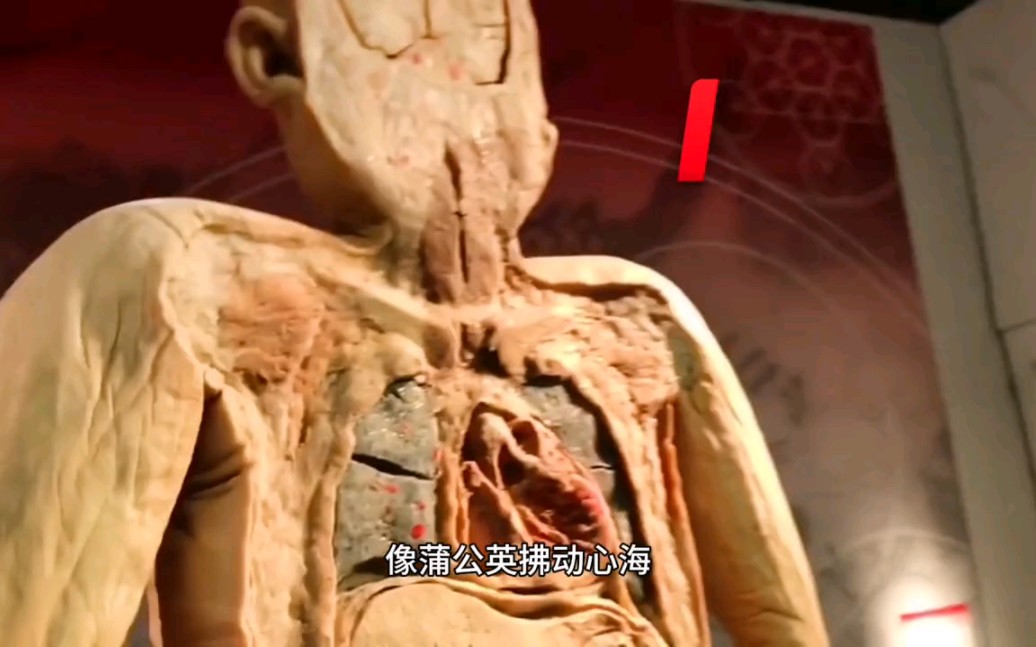 致敬伟大的大体老师