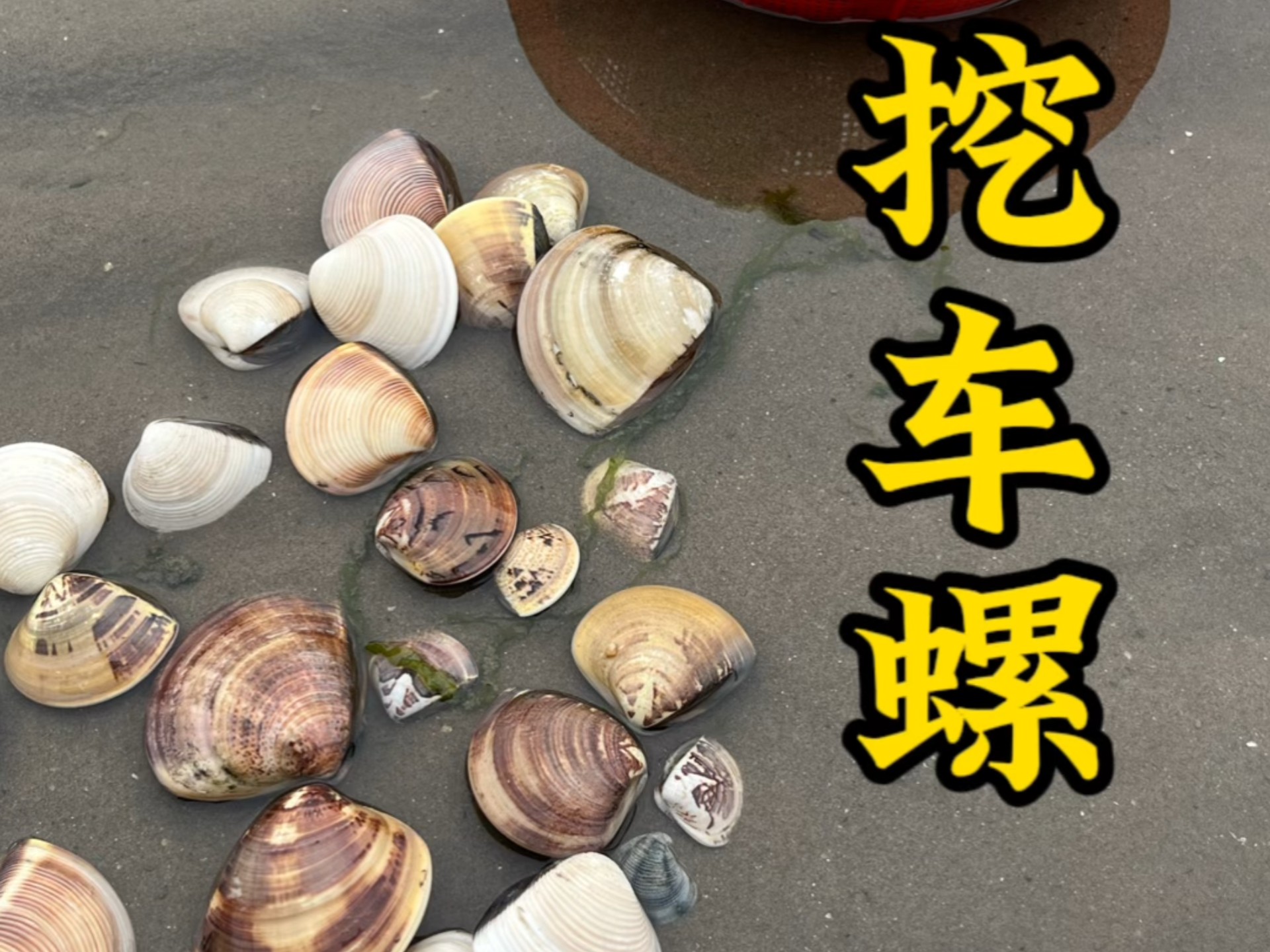 今天挖车螺的快乐