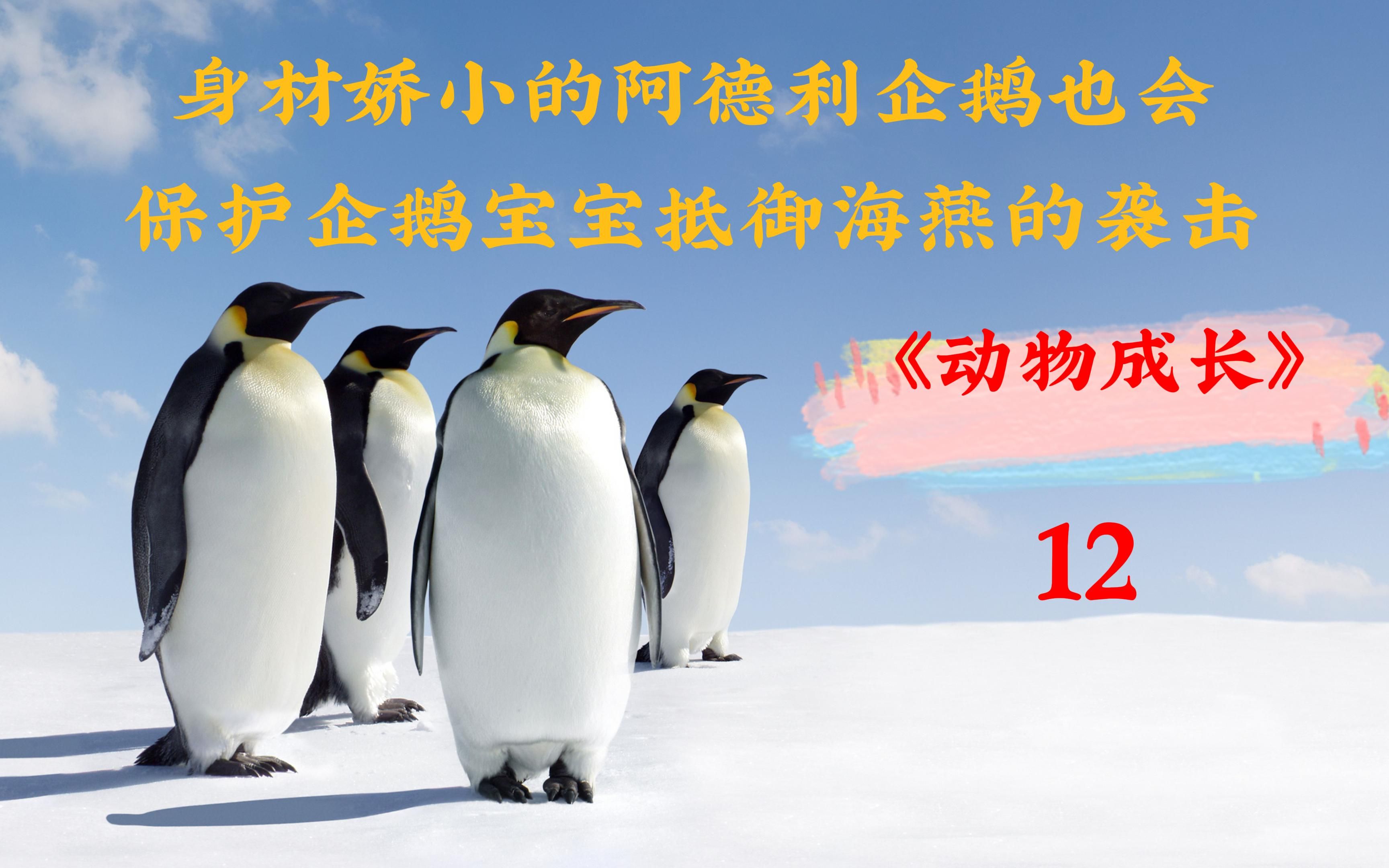 阿德利企鹅也有正义的一面,愿意保护帝企鹅宝宝抵御海燕哔哩哔哩bilibili