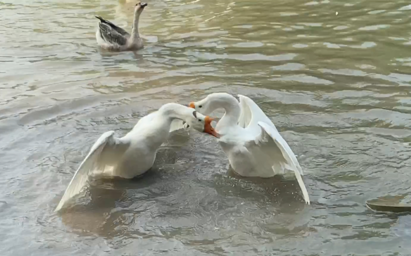 活动作品观鹅打架鹅咬鹅咬鹅