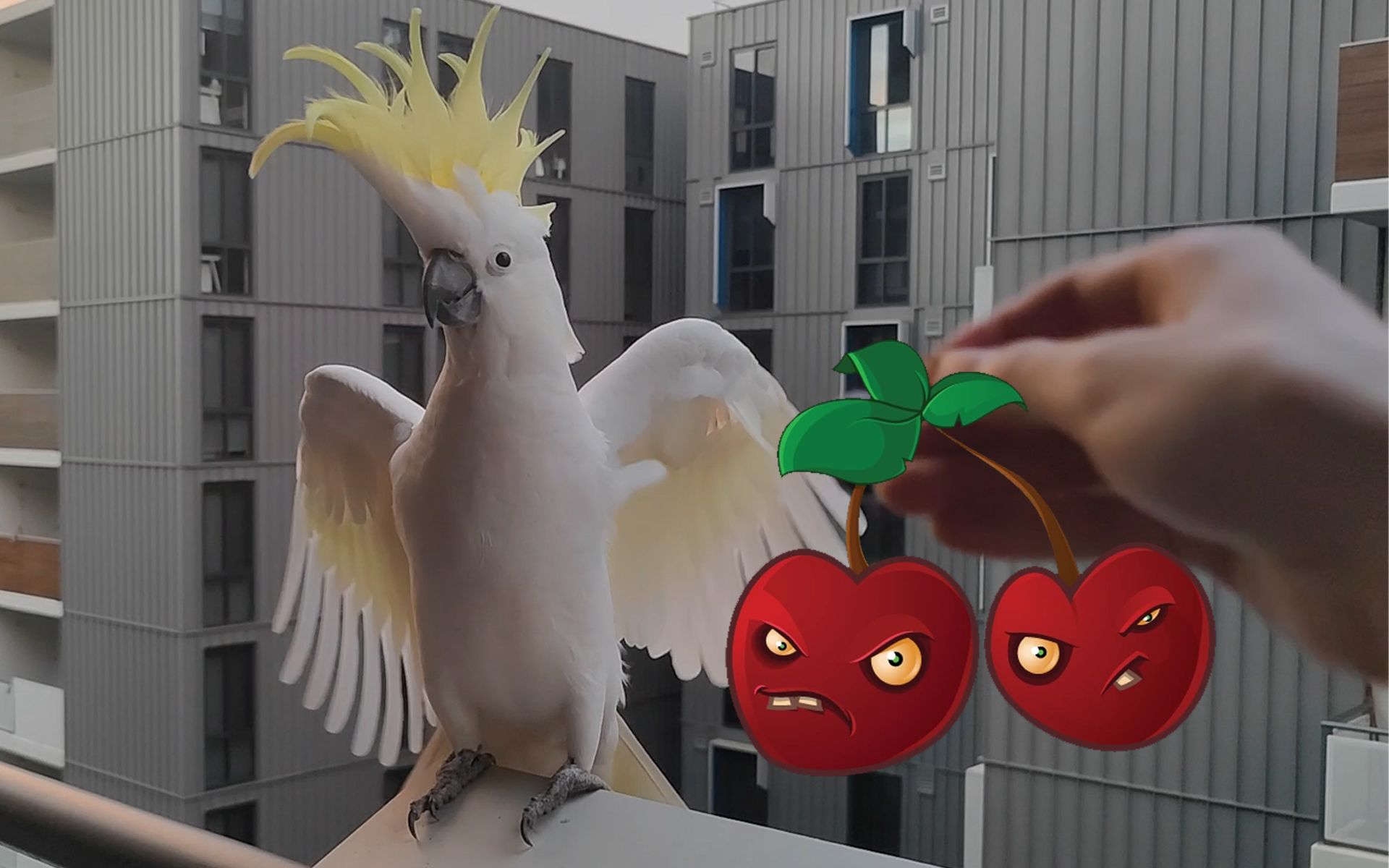 疯狂戴夫抵御蒜苗鸡僵尸实录……?【葵花凤头鹦鹉】