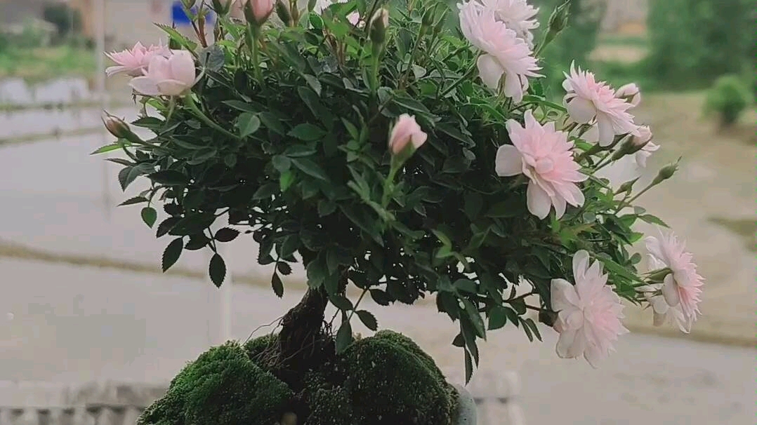 老桩姬乙女月季盆景_哔哩哔哩_bilibili