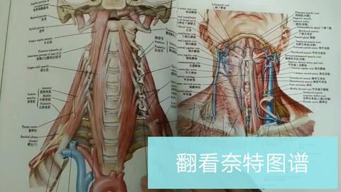 自学人体参考哪些专业解剖书?临摹什么书?_哔哩哔哩_bilibili