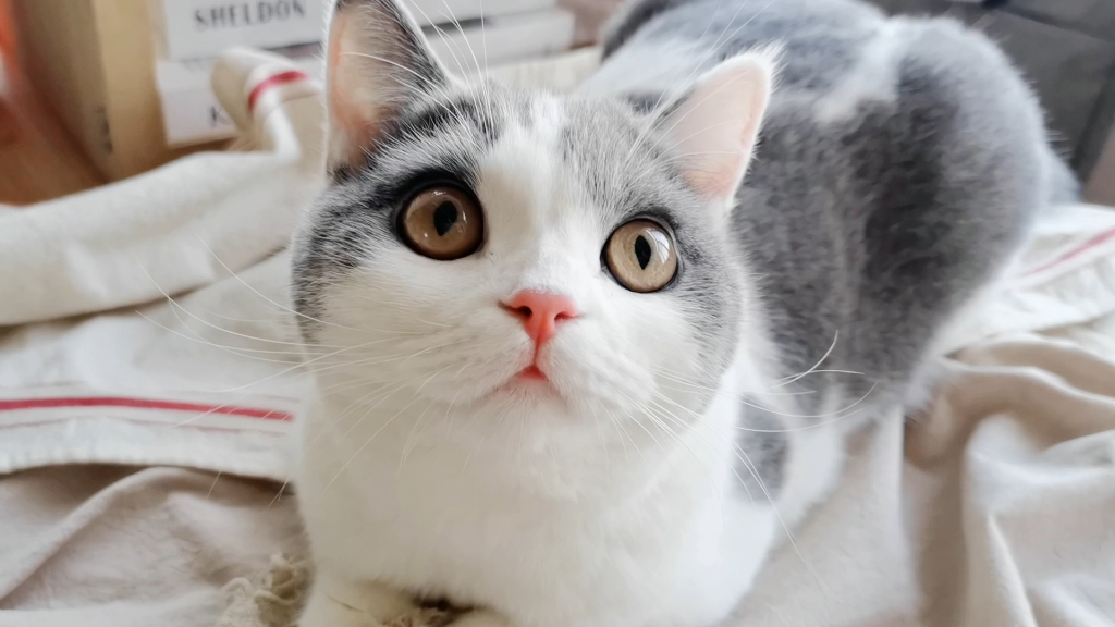 软萌小猫咪,治愈系灵宠.