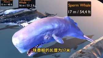 各种鲸鱼体型大小排行榜