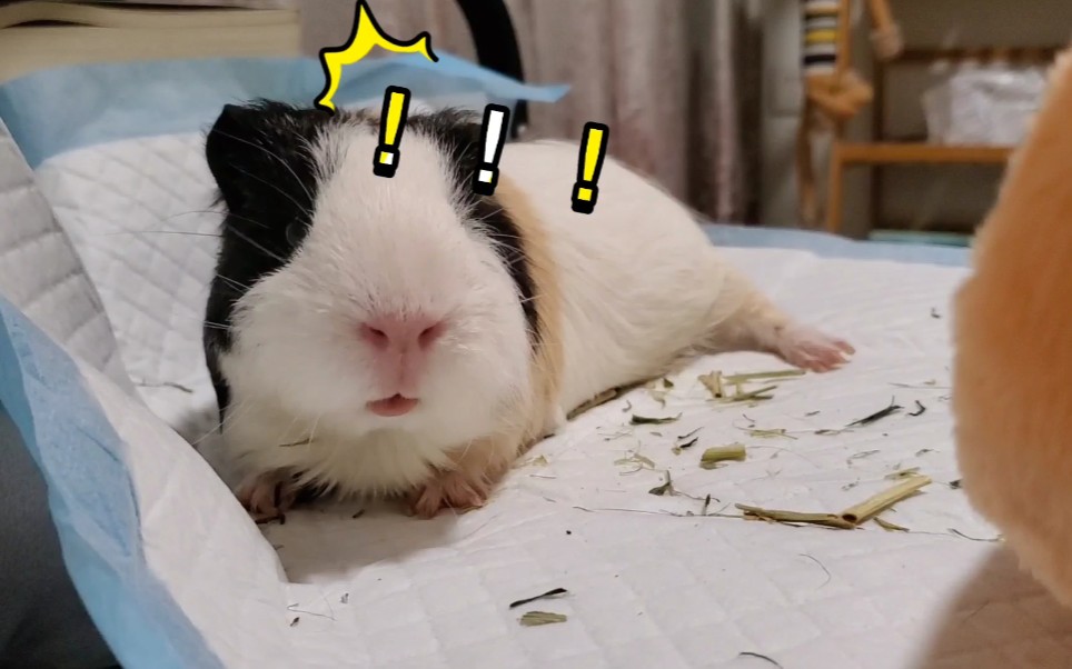 【荷兰猪睡相】板鸭趴～说好的2022猪突猛进呢?