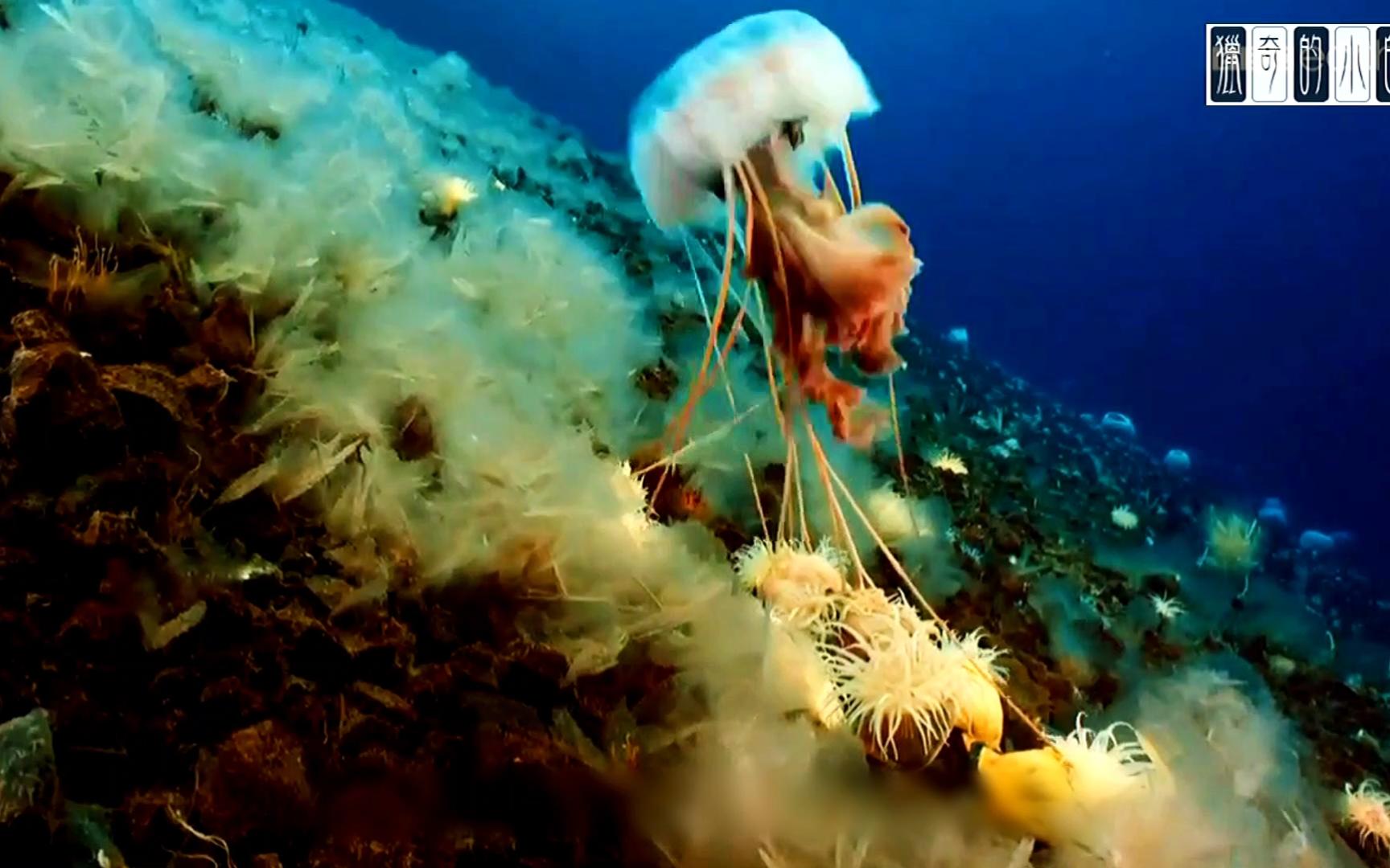 惊艳的海底世界,两种原始海洋生物的对决,水母大战海葵!
