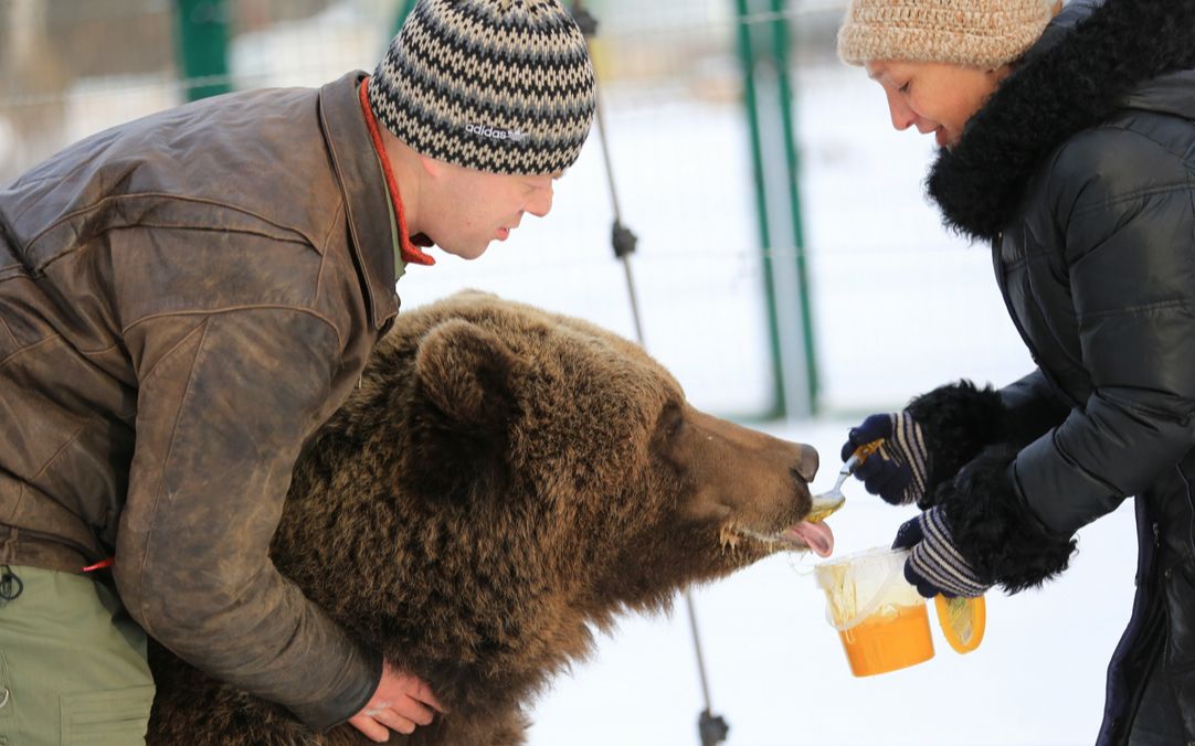 在俄罗斯,家养棕熊如何获得更多蜂蜜?