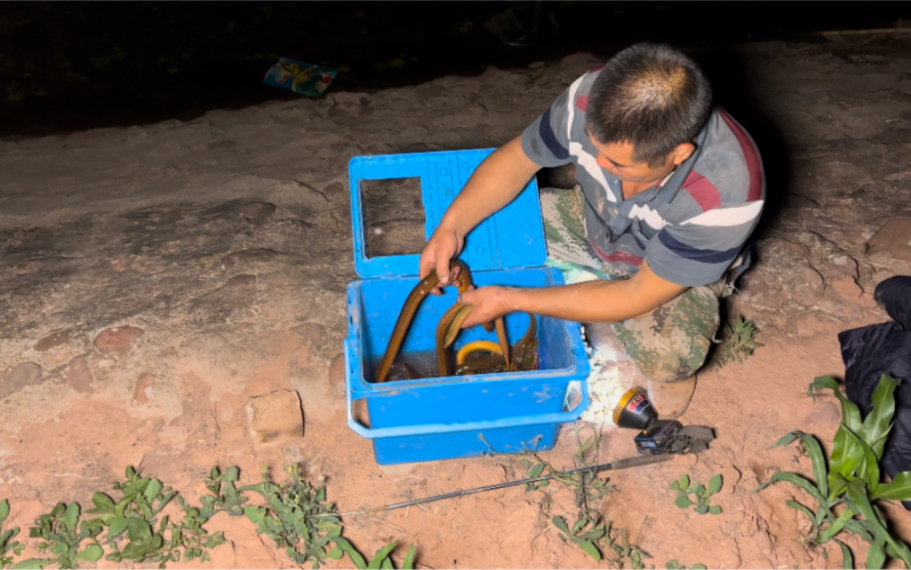 半夜抓黄鳝20米鱼塘边,黄鳝全部露出头,30分钟抓到半箱,发财了