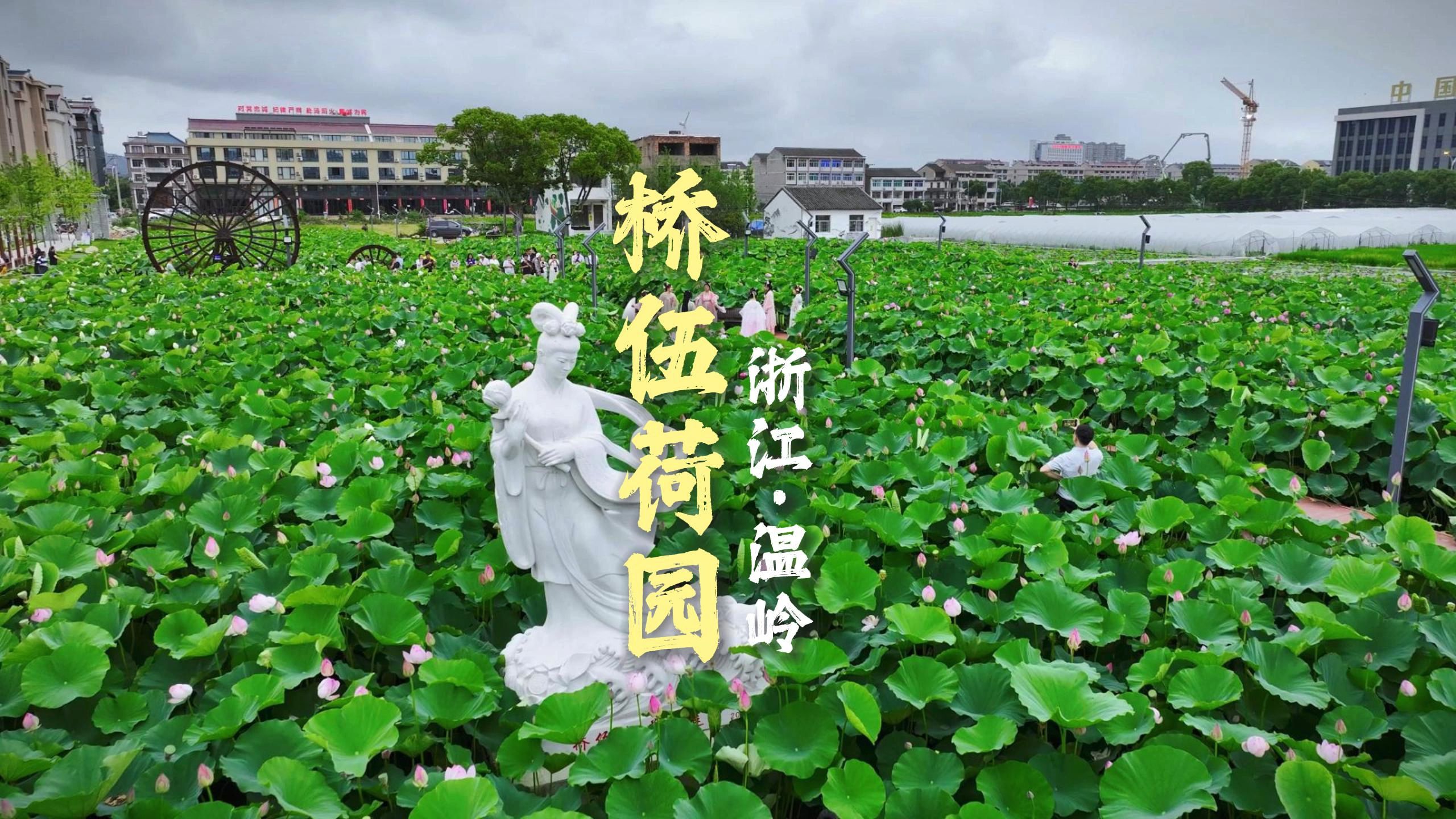 台州温岭泽国桥伍的荷花开了!