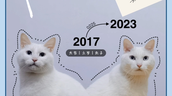 今年猫六岁,2017-2023生日快乐我的宝贝们!