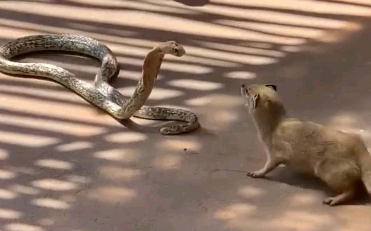眼镜蛇pk猫鼬,谁赢谁输!