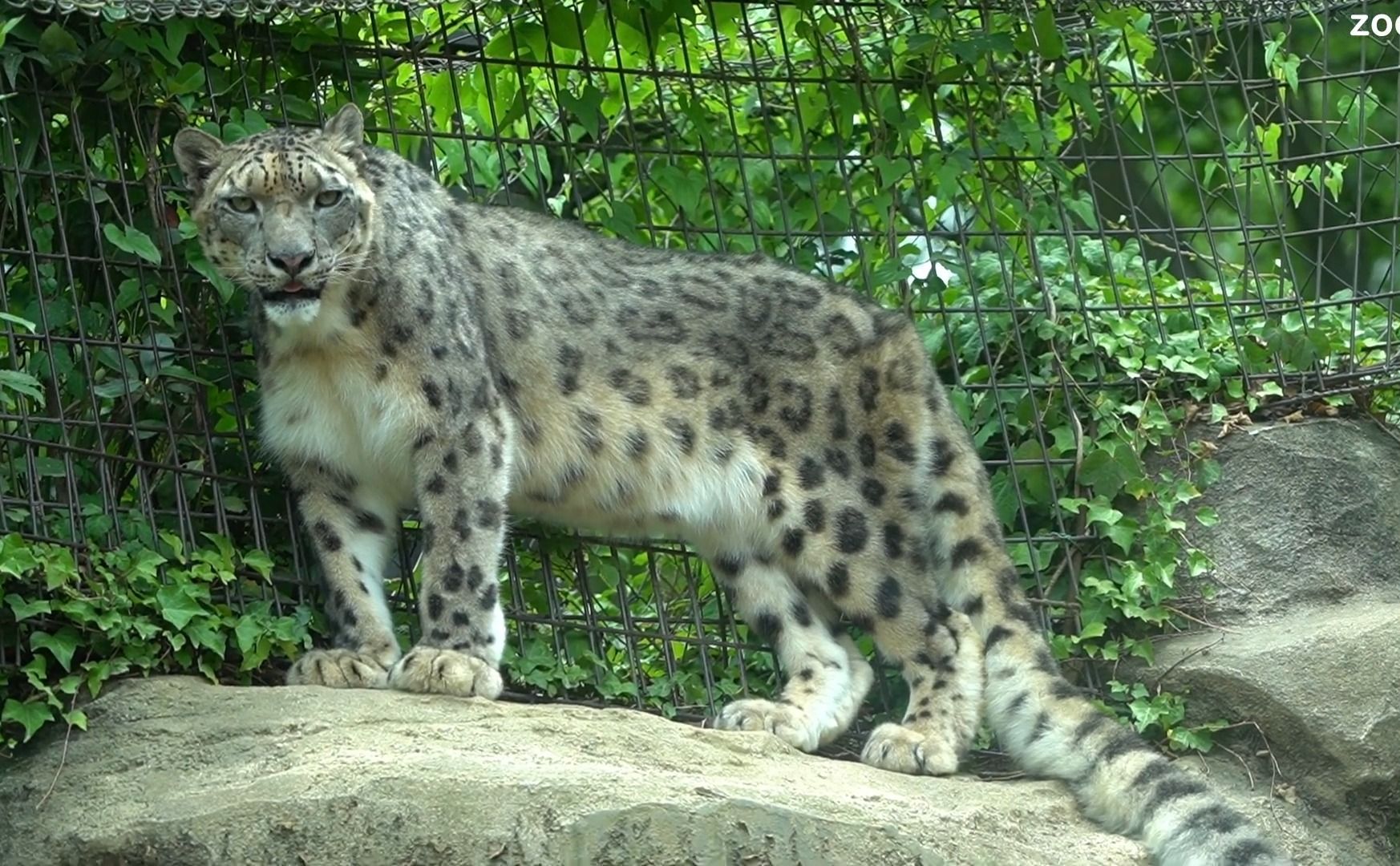 多摩动物园 慵懒的雪豹 pt.57